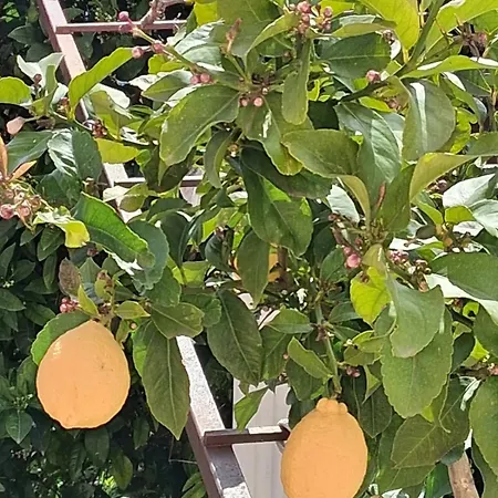 Apartman Marijana Mlini