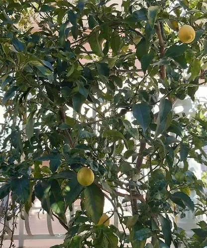 Marijana مْليني