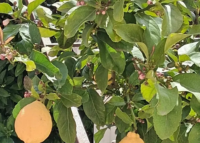 شقة Marijana مْليني